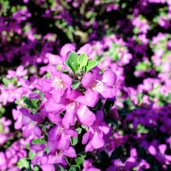 Purple Rain Texas Sage -Arbor Day Foundation Store Purple Rain Sage 3 FGT