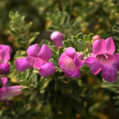 Purple Rain Texas Sage -Arbor Day Foundation Store Purple Rain Sage 4