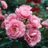Queen Elizabeth Rose -Arbor Day Foundation Store Queen Elizabeth Rose 1 FGT