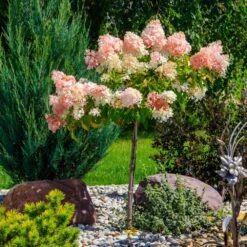 Quick Fire® Hydrangea Tree 9 Quick Fire® Hydrangea Tree -Arbor Day Foundation Store QyuickFire Hydrangea 1