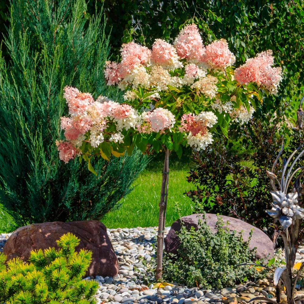 Quick Fire® Hydrangea Tree 5 Quick Fire® Hydrangea Tree - Image 3