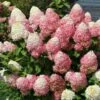 Quick Fire® Hydrangea Tree -Arbor Day Foundation Store QyuickFire Hydrangea 600x600 918e21fe 60f2 4c27 aaf0 389fdb256232