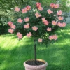 Rainbow Knock Out® Rose Tree -Arbor Day Foundation Store Rainbow Knock Out Rose Tree 350 THUMBNAIL FGT