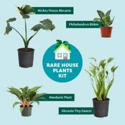 Rare House Plant Kit -Arbor Day Foundation Store RareHousePlantKitGraphic