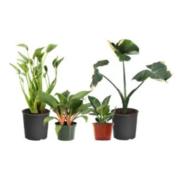 Rare House Plant Kit -Arbor Day Foundation Store Rare House Plant 1