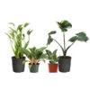 Rare House Plant Kit -Arbor Day Foundation Store Rare House Plant 600x600 d015dd8a 6c8e 4279 9933 bd5f2fe9ec3f