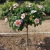 Raspberry Kiss™ Rose Tree -Arbor Day Foundation Store Raspberry Kiss Rose tree BB 600x600 e3ca4c8c 700e 49a6 929f edfb8e3cdb42