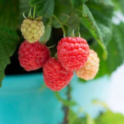 Bushel And Berry® Raspberry Shortcake® Bush -Arbor Day Foundation Store Raspberry Shortcake 1