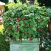 Bushel And Berry® Raspberry Shortcake® Bush -Arbor Day Foundation Store Raspberry Shortcake FGT 600x600 edb63ed1 c16d 4d68 b722 da3bd8e6cc21