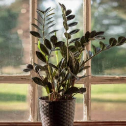 Raven ZZ Plant 7 Raven ZZ Plant -Arbor Day Foundation Store Raven ZZ 1