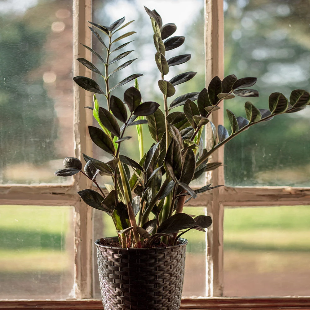 Raven ZZ Plant 5 Raven ZZ Plant - Image 3