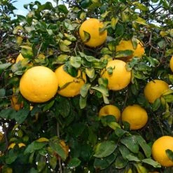Ray Ruby Grapefruit Tree 9 Ray Ruby Grapefruit Tree -Arbor Day Foundation Store Ray Ruby 1