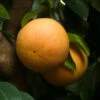 Ray Ruby Grapefruit Tree -Arbor Day Foundation Store Ray Ruby 3 600x600 dcf928f3 a29b 418f 8220 5b20e13dc0cf