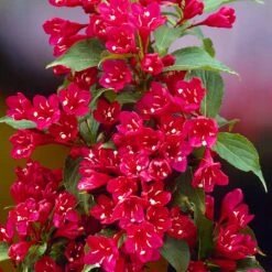 Red Prince Weigela Tree -Arbor Day Foundation Store Red Prince Wegeila 1 FGT