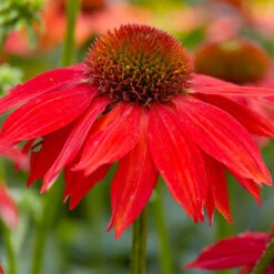 Sombrero® Salsa Red Coneflower 9 Sombrero® Salsa Red Coneflower -Arbor Day Foundation Store Red Salsa Coneflower 2 FGT