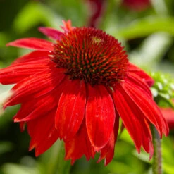 Sombrero® Salsa Red Coneflower 10 Sombrero® Salsa Red Coneflower -Arbor Day Foundation Store Red Salsa Coneflower 4