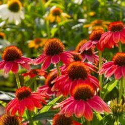 Sombrero® Salsa Red Coneflower 11 Sombrero® Salsa Red Coneflower -Arbor Day Foundation Store Red Salsa Coneflower 6 FGT