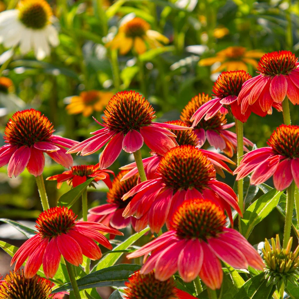 Sombrero® Salsa Red Coneflower 7 Sombrero® Salsa Red Coneflower - Image 5