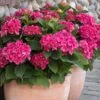 Red N' Pretty® Hydrangea Shrub -Arbor Day Foundation Store Red and Pretty Hydrangea 600x600 9d08c0b6 dc05 4572 a857 ba0df3f30de7
