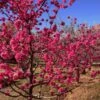 Red Baron Peach Tree -Arbor Day Foundation Store Red Baron Peach 600x600 b3d7cec1 5273 4192 a2eb dbdc9b4472b9
