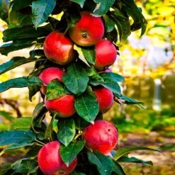 North Pole Columnar Apple Tree 8 North Pole Columnar Apple Tree -Arbor Day Foundation Store Red Columnar Apple 3
