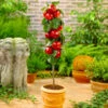 North Pole Columnar Apple Tree -Arbor Day Foundation Store Red Columnar Apple FGT 600x600 e47a1048 34b5 4ec4 a667 9e4025eb58f5