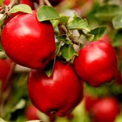Apple Pollinator Pack 10 Apple Pollinator Pack -Arbor Day Foundation Store Red Delicious Apple 1