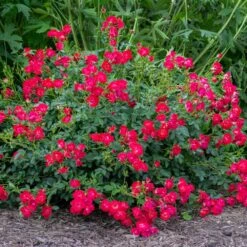 Red Drift® Rose 7 Red Drift® Rose -Arbor Day Foundation Store Red Drift Rose 1