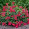 Red Drift® Rose 1 Red Drift® Rose -Arbor Day Foundation Store Red Drift Rose FGT 600x600 76ecb9b7 065a 4805 b83c c7846093451b