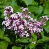 Red Pixie Lilac Tree -Arbor Day Foundation Store Red Pixie Lilac Tree FGT 600x6001 0334b269 e422 4d50 a710 7ee7bb547d84