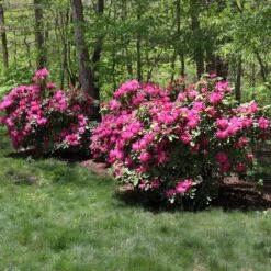 Red Rhododendron Shrub -Arbor Day Foundation Store Red Rhododendron 1 FGT