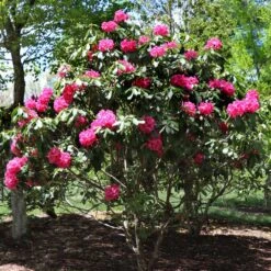 Red Rhododendron Shrub -Arbor Day Foundation Store Red Rhododendron 3