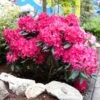 Red Rhododendron Shrub -Arbor Day Foundation Store Red Rhododendron FGT 600x600 3a65a6f3 2b2f 42ff 9401 dd2ec7848eec