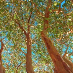 Red Rocket Crape Myrtle -Arbor Day Foundation Store Red Rocket Crape Myrtle