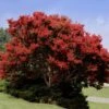Red Rocket Crape Myrtle -Arbor Day Foundation Store Red Rocket Crape Myrtle FGT 600x600 469bc91f a206 4709 a513 b9074db91eb3