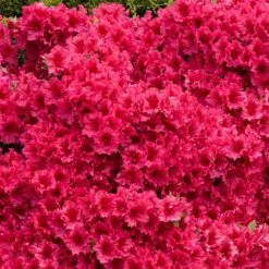 Red Ruffles Azalea Shrub -Arbor Day Foundation Store Red Ruffles Azalea 5
