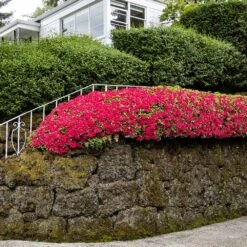 Red Ruffles Azalea Shrub -Arbor Day Foundation Store Red Ruffles Azalea 7