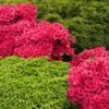 Red Ruffles Azalea Shrub -Arbor Day Foundation Store Red Ruffles Azalea FGT 600x600 211373a8 6e08 4035 b0a4 ef9e0dc8671b