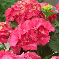 Red Sensation Hydrangea 7 Red Sensation Hydrangea -Arbor Day Foundation Store Red Sensation Hydrangea 1 FGT