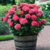 Red Sensation Hydrangea -Arbor Day Foundation Store Red Sensation Hydrangea FGT 600x600 1b68ee6d 2e74 42f5 860b bc24d927d110