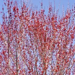 Red Sunset® Maple Tree 10 Red Sunset® Maple Tree -Arbor Day Foundation Store Red Sunset Maple 3
