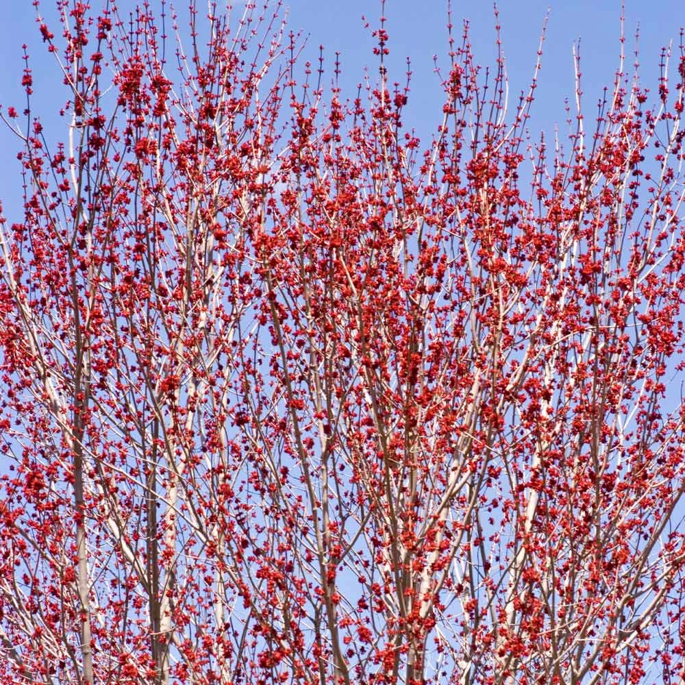 Red Sunset® Maple Tree 6 Red Sunset® Maple Tree - Image 4