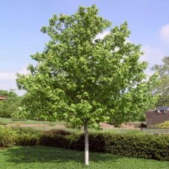 Red Sunset® Maple Tree 11 Red Sunset® Maple Tree -Arbor Day Foundation Store Red Sunset Maple 4