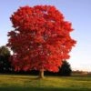 Red Sunset® Maple Tree -Arbor Day Foundation Store Red Sunset Maple FGT 600x600 01aa6ecd 05bf 4da3 9d82 bb06c1d9109b
