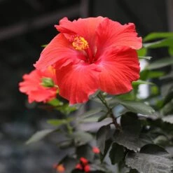 Red Tropical Hibiscus Tree 10 Red Tropical Hibiscus Tree -Arbor Day Foundation Store Red Tropical Hibiscus Tree 3 FGT