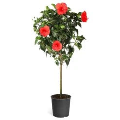 Red Tropical Hibiscus Tree 13 Red Tropical Hibiscus Tree -Arbor Day Foundation Store Red Tropical Hibiscus Tree 5
