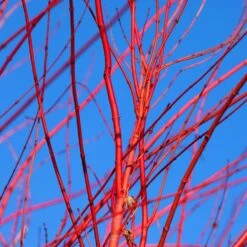 Red Twig Dogwood Shrub 12 Red Twig Dogwood Shrub -Arbor Day Foundation Store Red Twig Dogwood 3 FGT