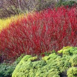 Red Twig Dogwood Shrub 11 Red Twig Dogwood Shrub -Arbor Day Foundation Store Red Twig Dogwood 4