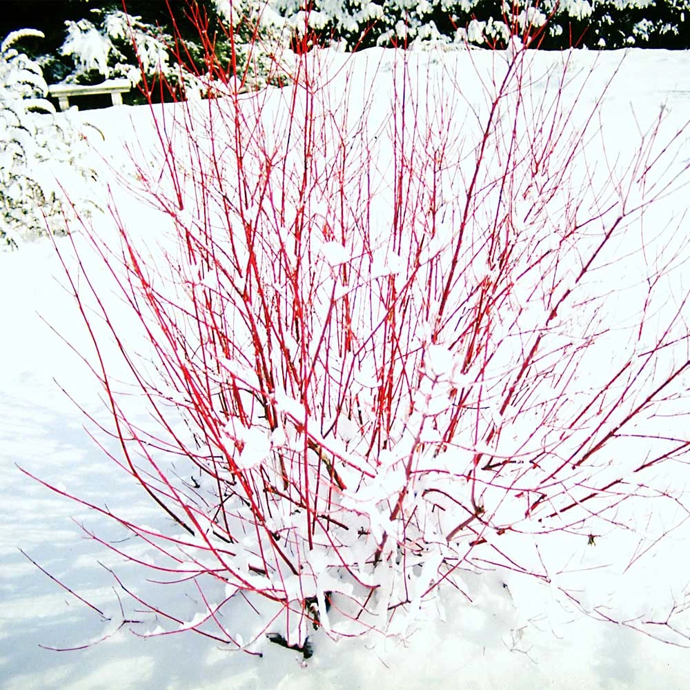 Red Twig Dogwood Shrub 4 Red Twig Dogwood Shrub - Image 2