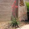 Red Yucca Plant -Arbor Day Foundation Store Red Yucca FGT 600x600 80b00be4 717d 4c3e ab0e afc2a46922ff